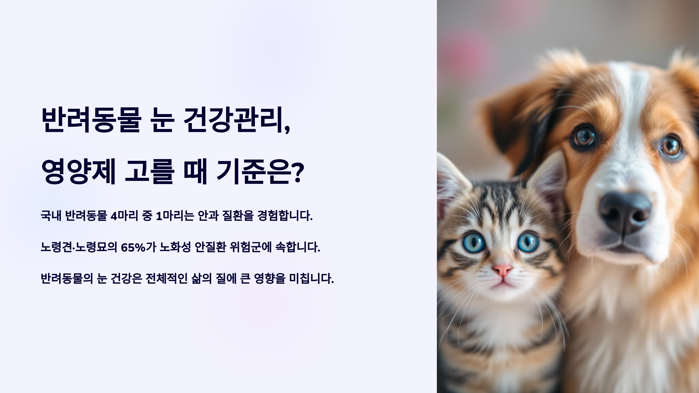 반려동물 눈 건강관리, 영양제 고를 때 기준은?