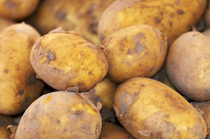 4월에 심는 작물 추천 리스트