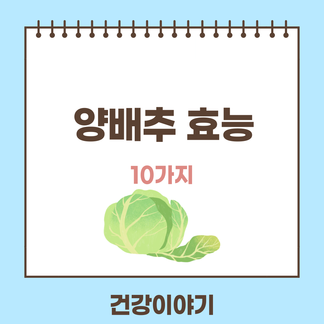 양배추 효능