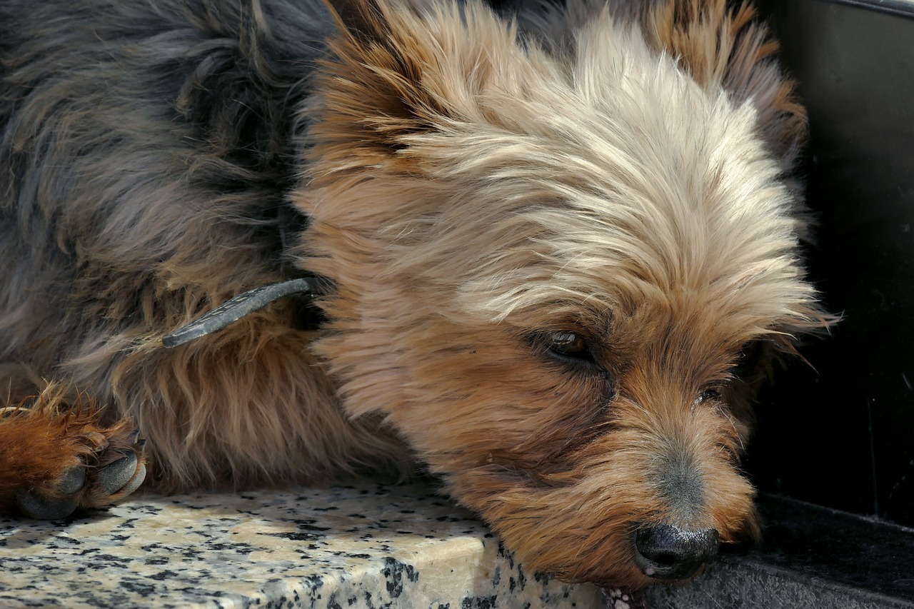 폐렴, 독감, 감기로 아픈 강아지