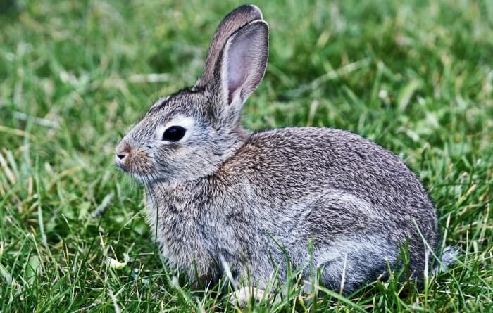 풀숲에-있는-토끼