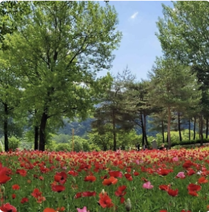자라섬꽃페스티벌