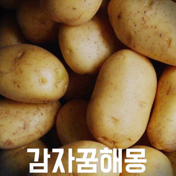 감자 나오는 꿈