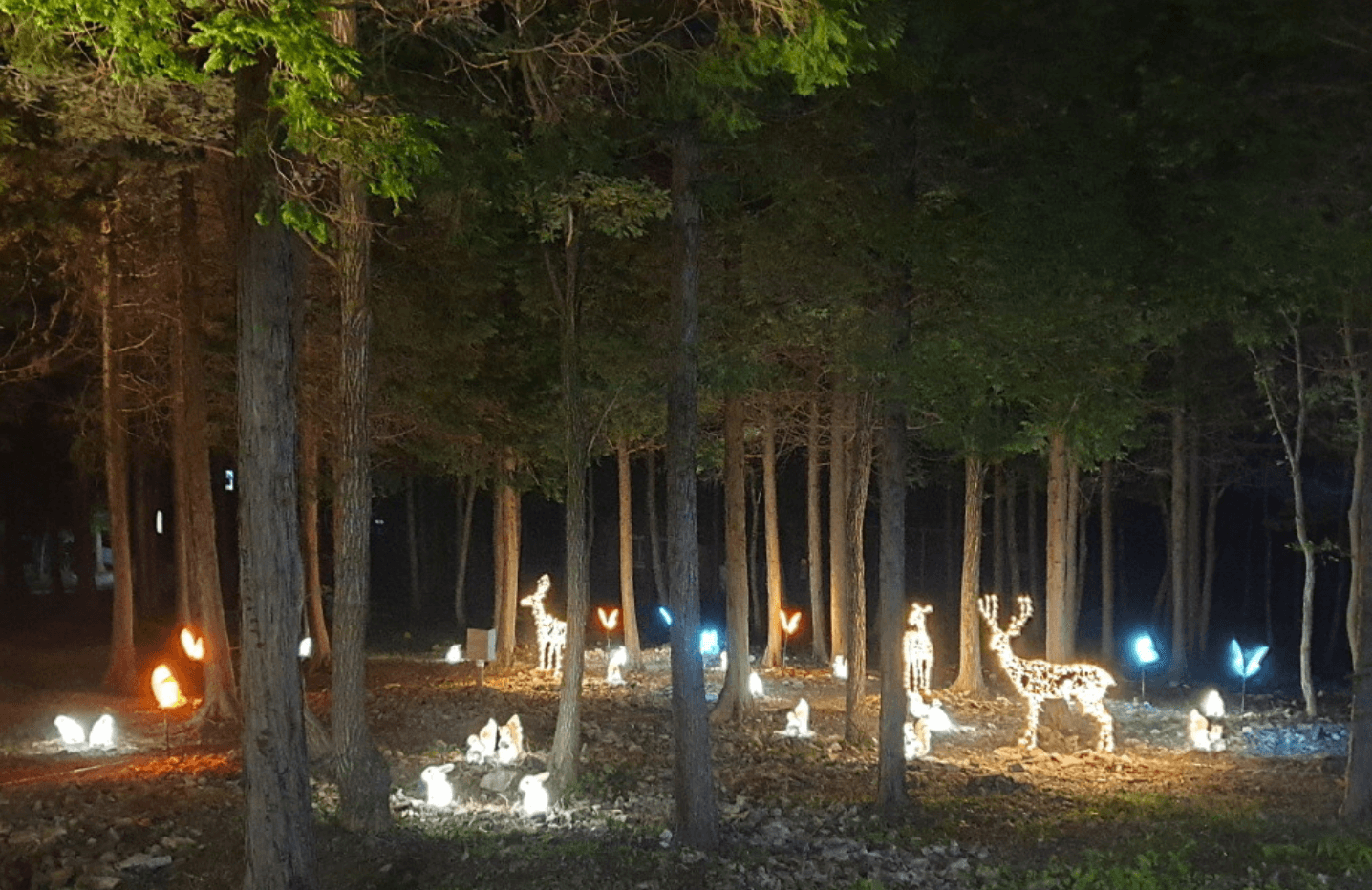 국립자연휴양림 