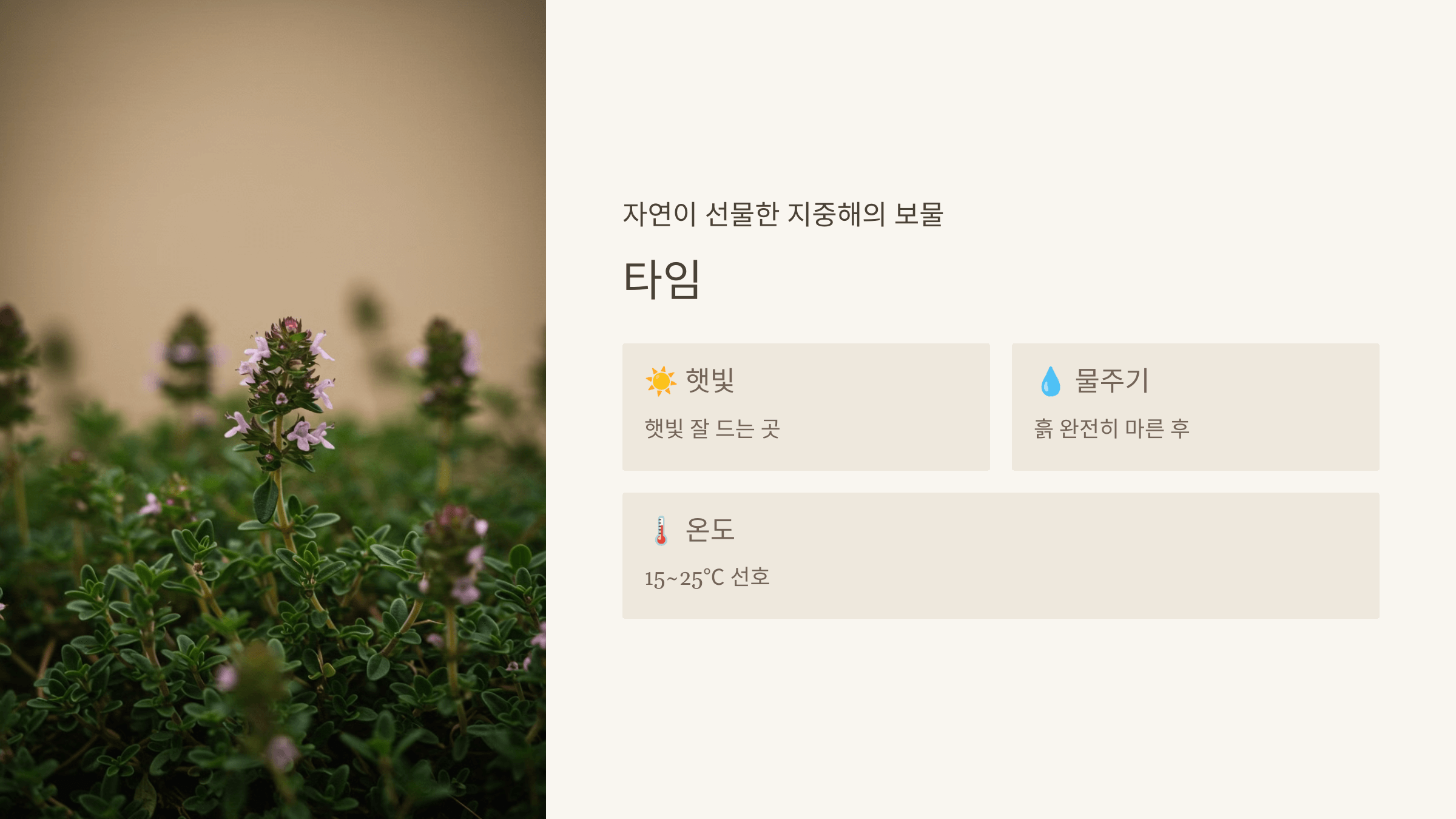 타임 &ndash; 향긋한 향과 항균 효과