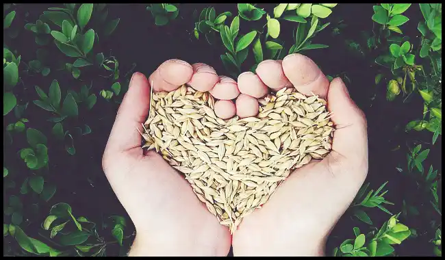 파로 곡물 효능 및 부작용과 먹는 법