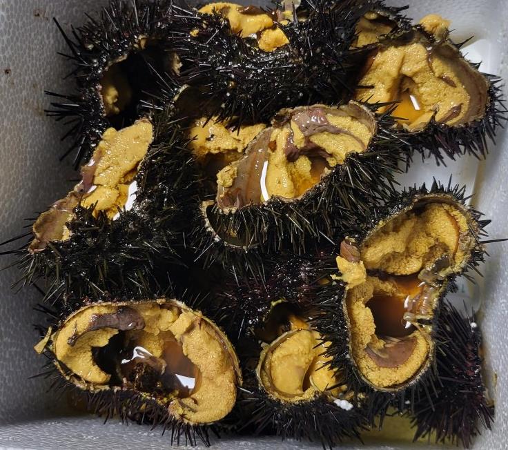 6시내고향 인천 성게 도다리쑥 해신탕 맛집의 백령도 성게