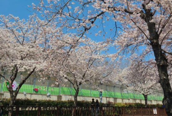 벚꽃 개화시기 2024 축제 일정 및 명소 추천