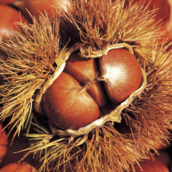 군밤의 영양과 건강 혜택1