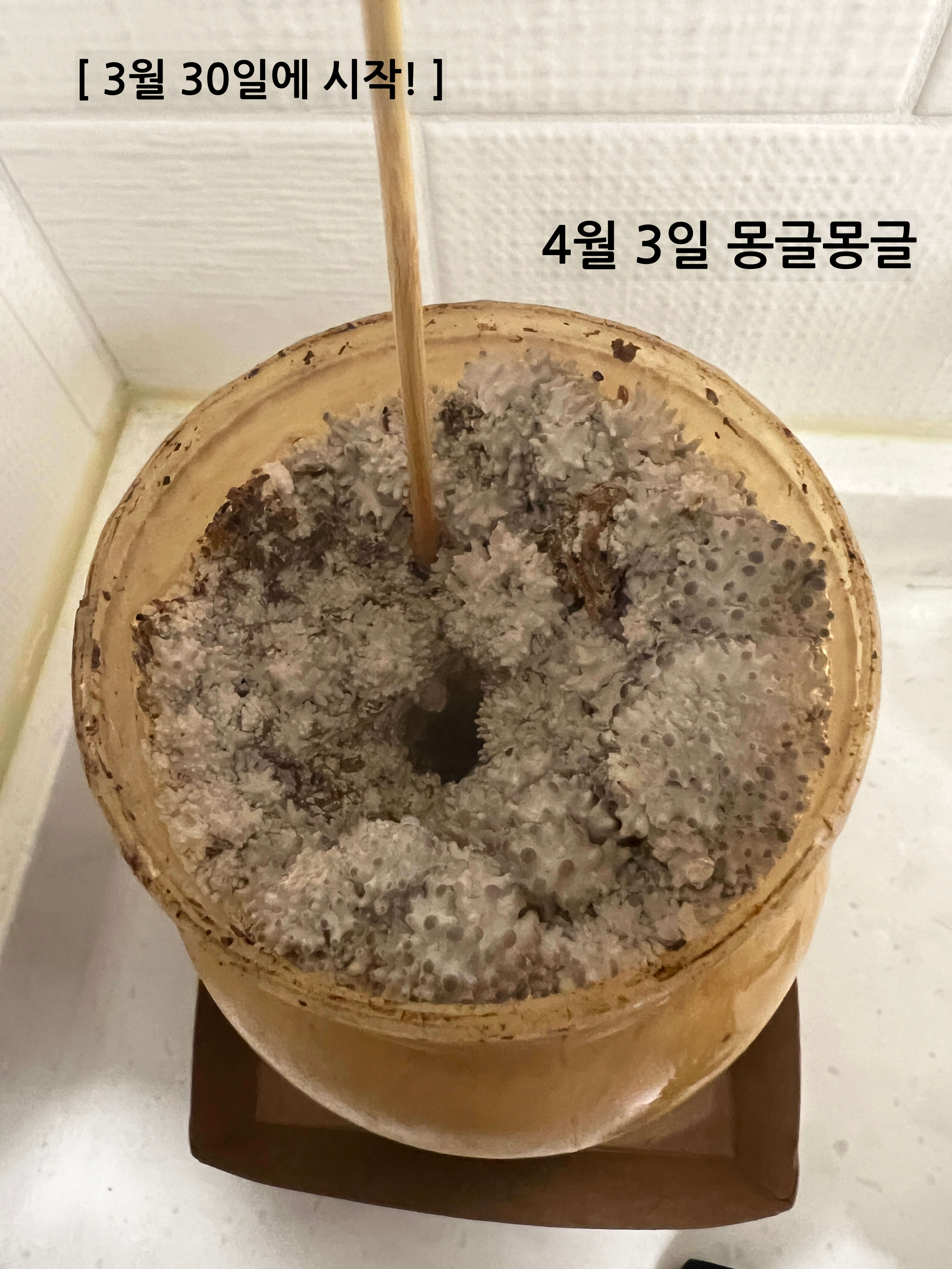 4월 3일 느타리버섯