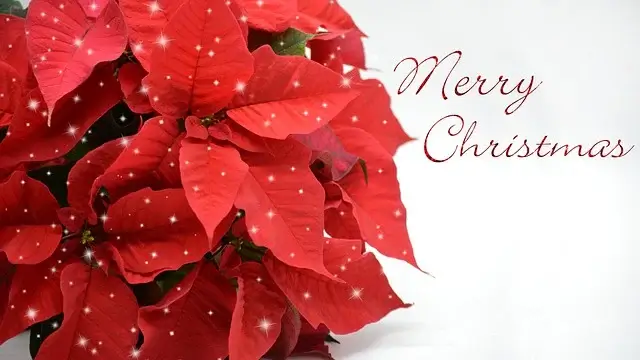 포인세티아 꽃말 키우기 물주기