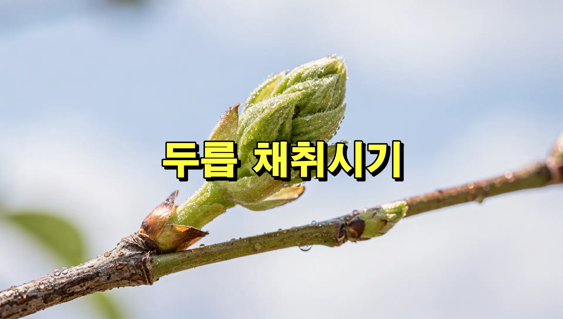 두릅 채취시기