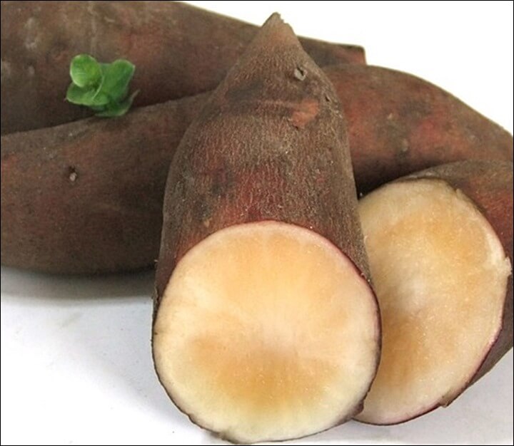 야콘 효능 피부노화