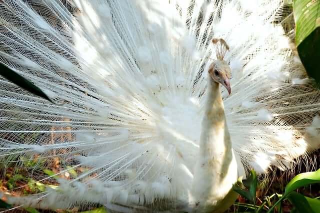 공작새-나오는-꿈-해몽