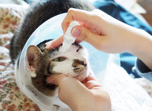 안약을 꽂고 있는 고양이