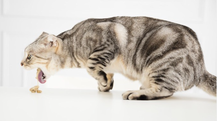 고양이가 토하는 모습.