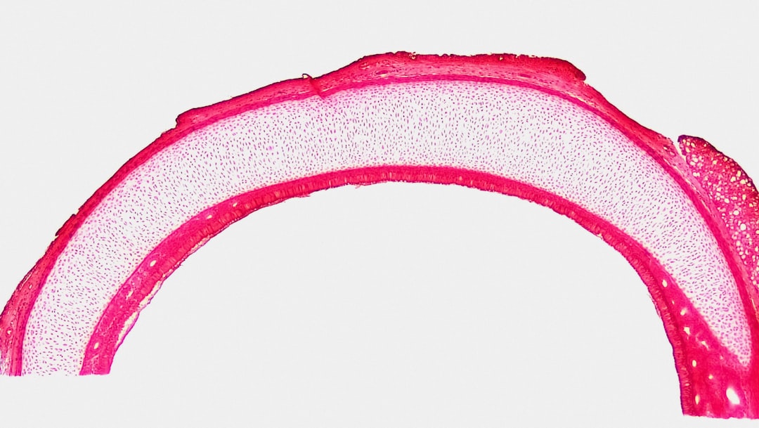 'cartilage'