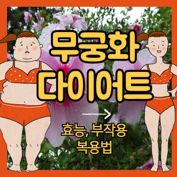 무궁화 다이어트 복용법