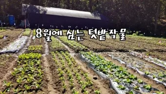 8월에 심는 밭작물 모종 채소 재배법 알아보기_20