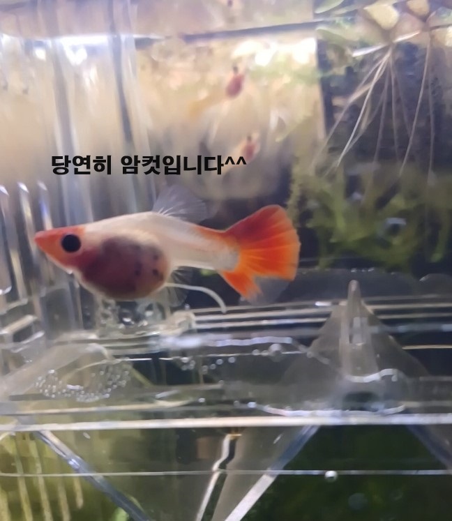 직장인 구피 먹이 주는 방법