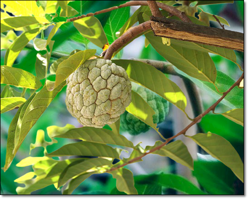 체리모야는 맛있고 건강에도 좋다