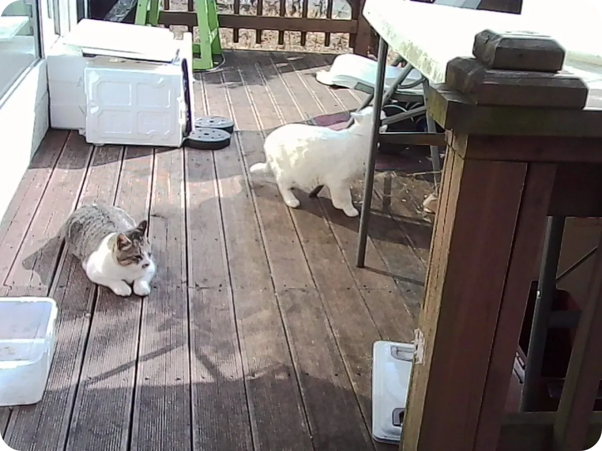 코닥차메라로 찍은 사진