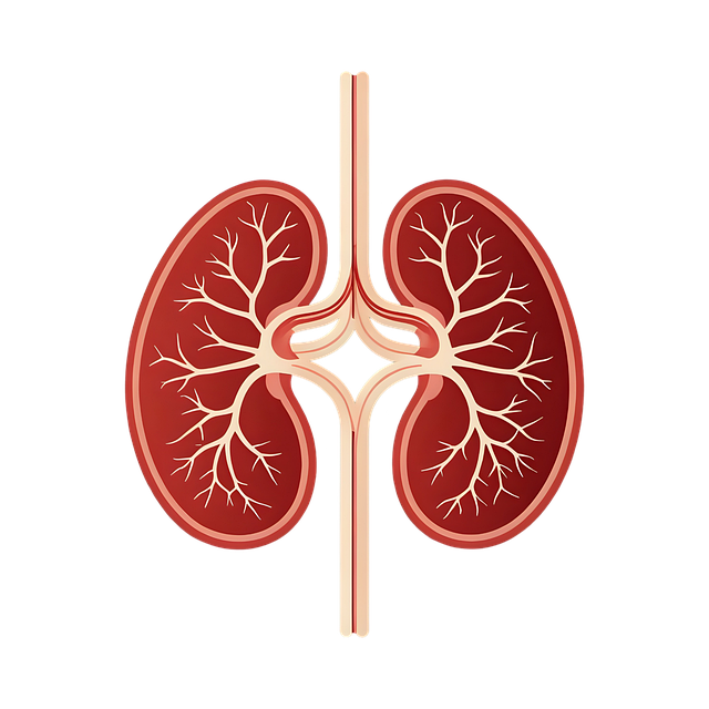신장이 안 좋을 때 필요한 적절한 식습관과 관리법