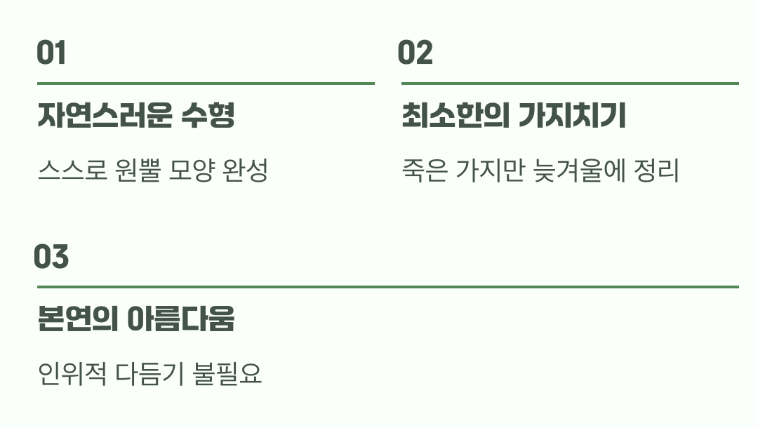 비결 3. 그대로의 멋&amp;#44; &amp;#39;자연스러운 수형&amp;#39;