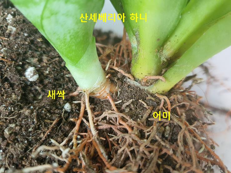 산세베리아 하니 연결 확인
