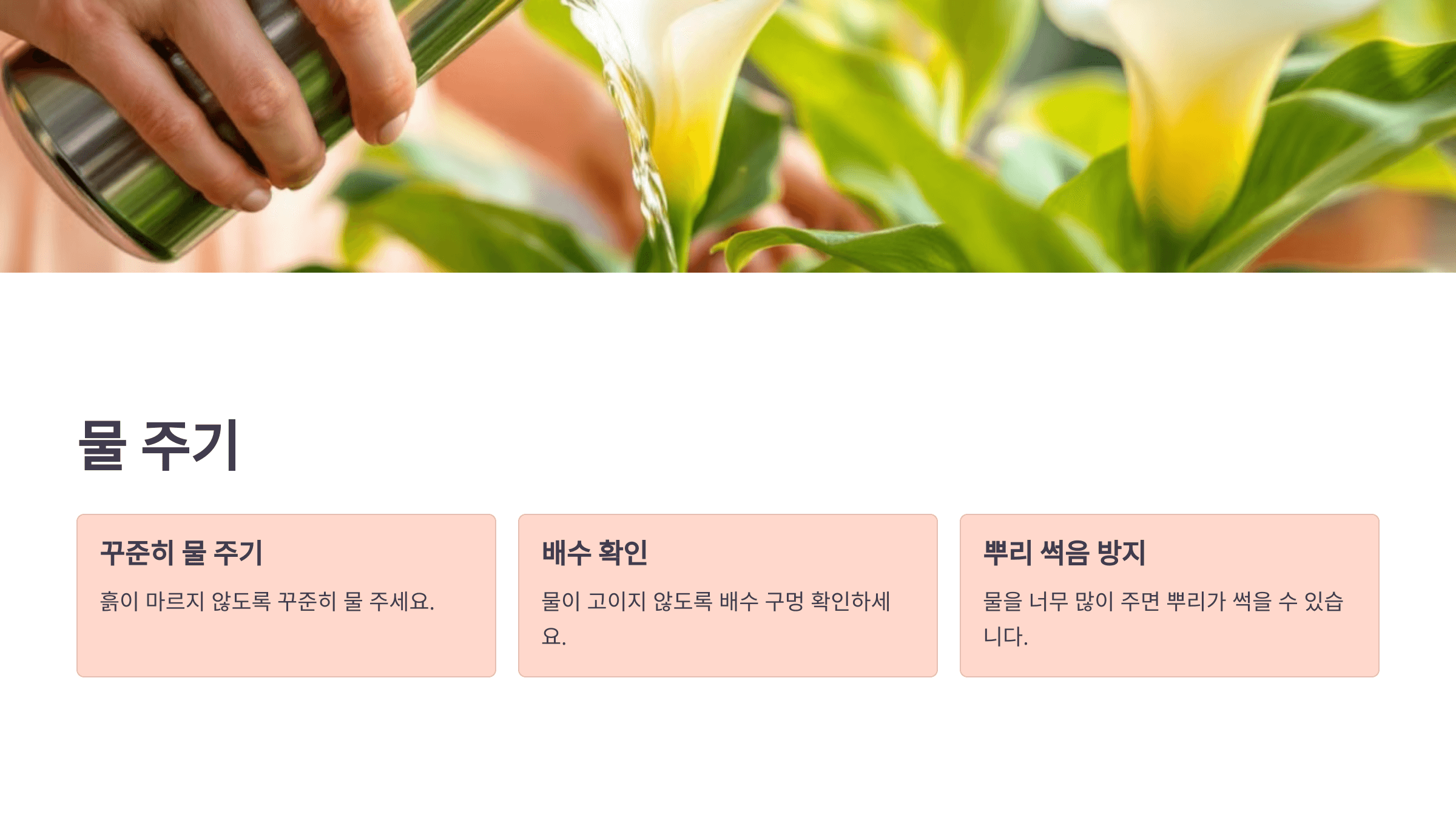 카라꽃 사진입니다.