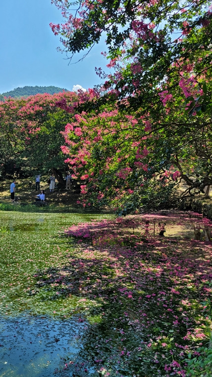 담양 명옥헌 원림 배롱나무