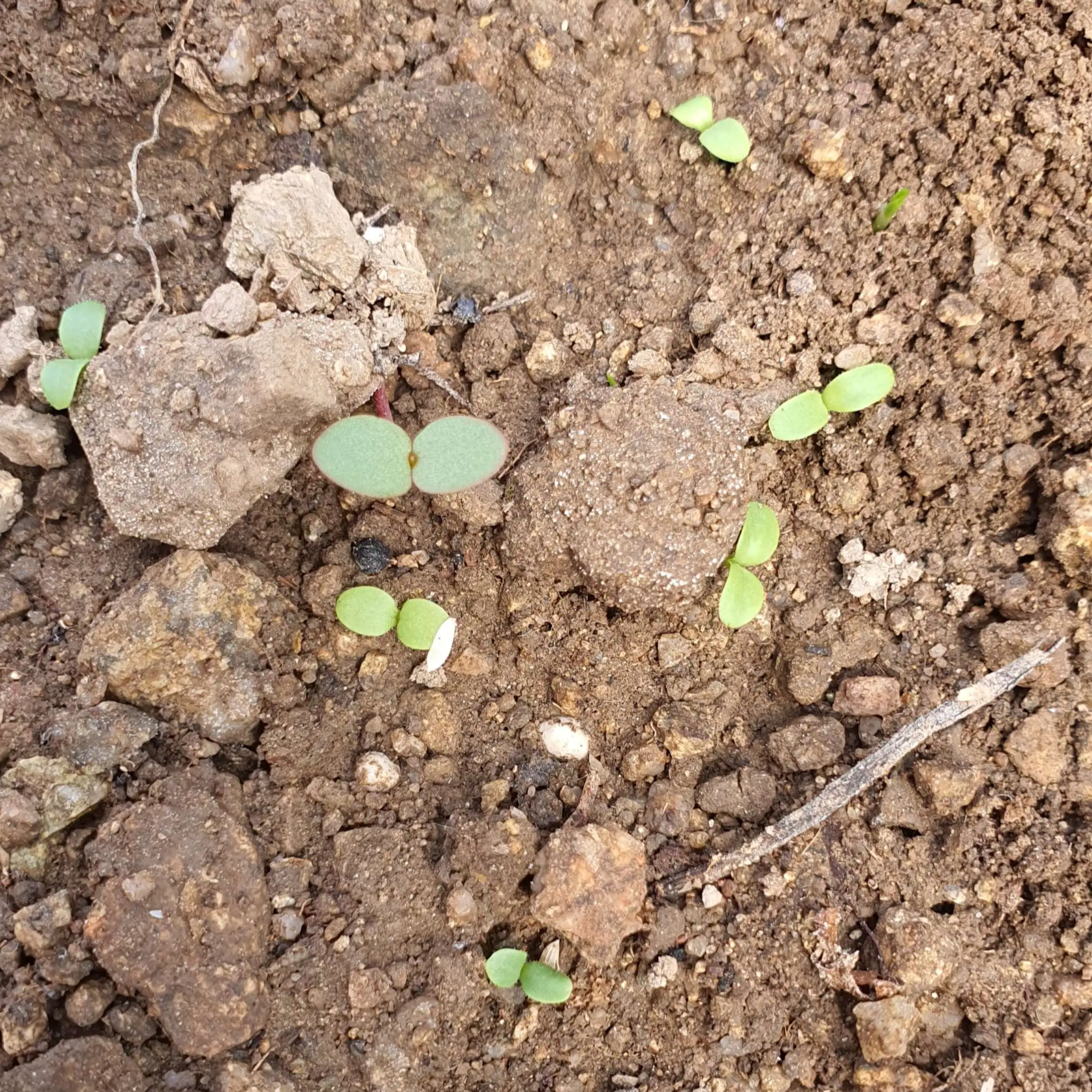 상추-새싹이-자그맣게-돋아난-모습ㅂ