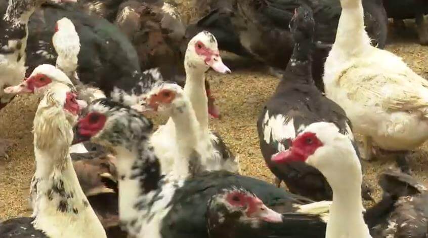 6시내고향-청산에살리라-기러기