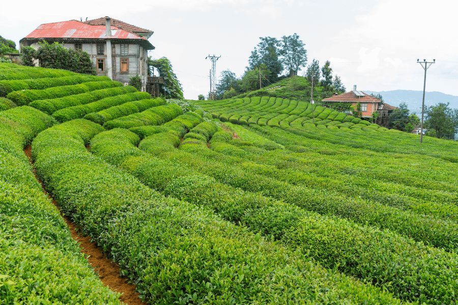 전통 차방 여행