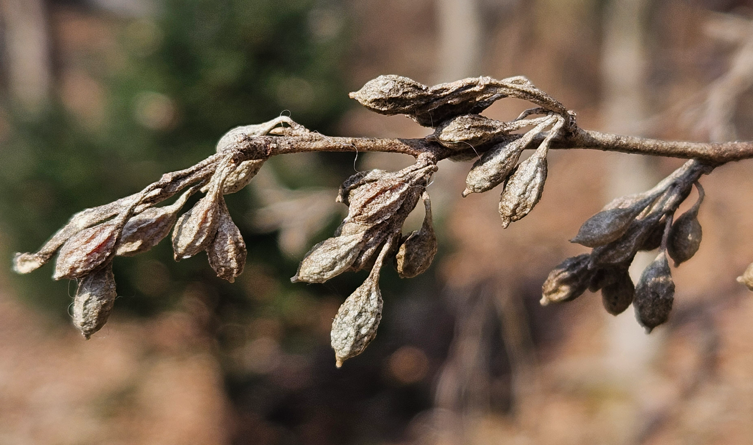 보리수나무 열매2