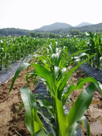 옥수수 재배 수분 수정 바람 피해 예방 거름 주기_9