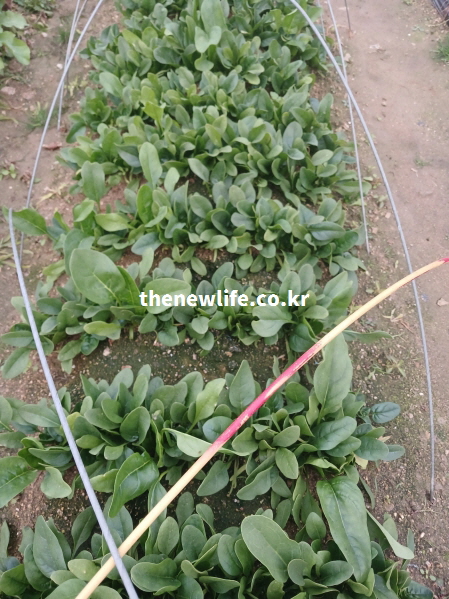 밭에서 자라고 있는 시금치 모습으로 식이섬유와 마그네슘이 풍부한 시금치 효능을 보여주는 실사 이미지