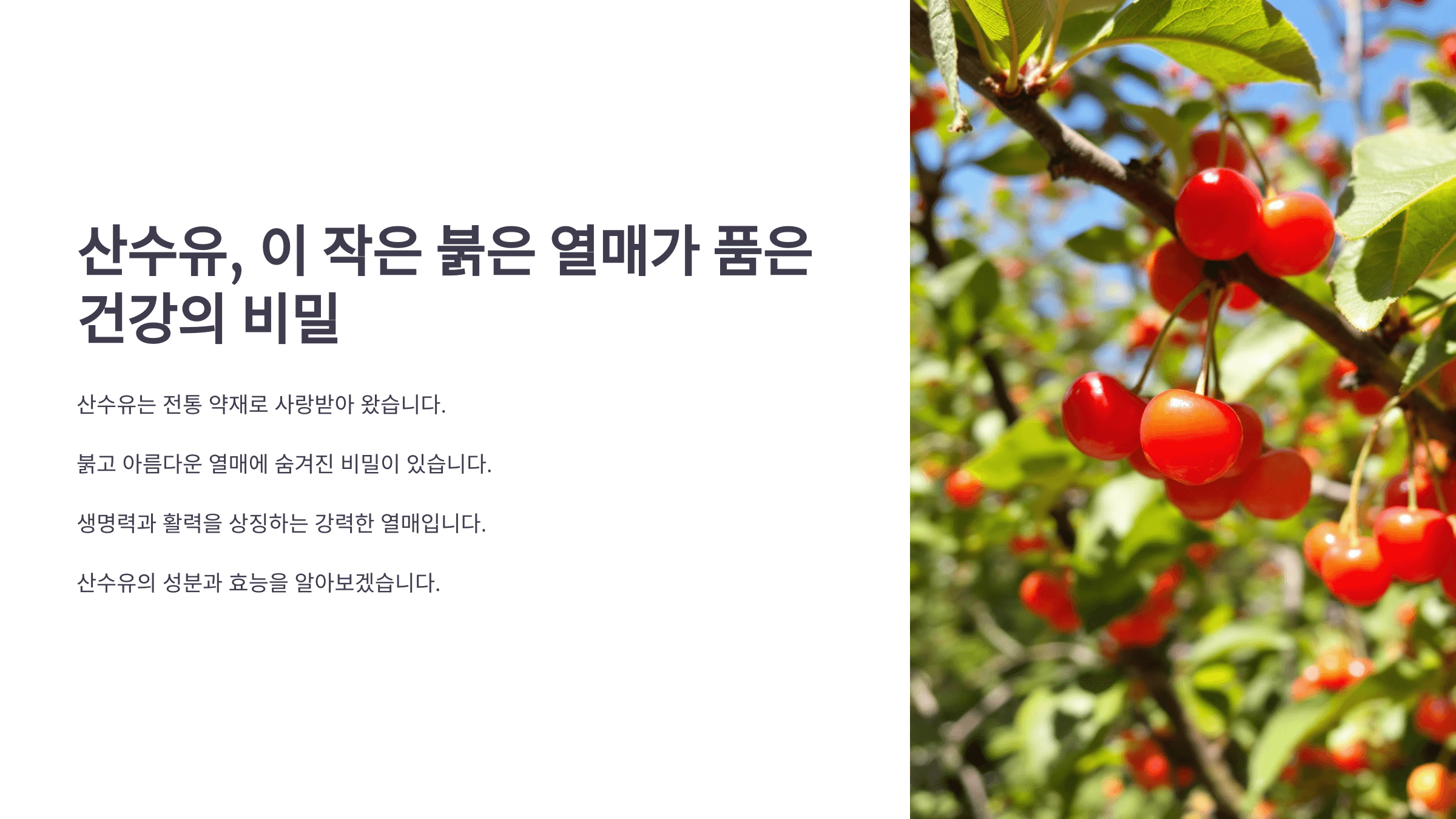 산수유 효능과 관련된 사진입니다.