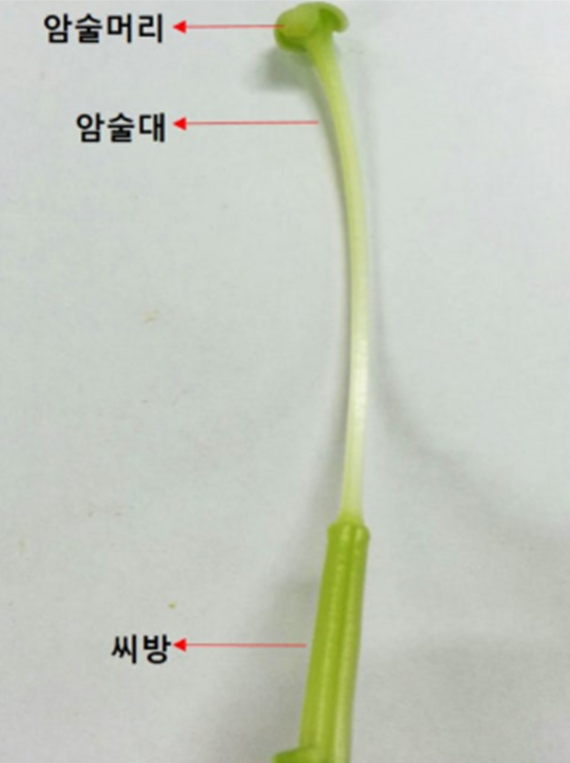 백합꽃 암술
