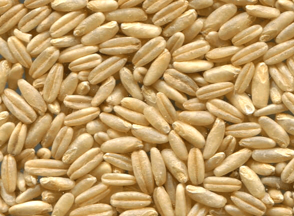 귀리 껍질을 벗긴 속 알멩이들로 쌀보다 길쭉하게 생겼고, 가운데 선이 그어졌다.