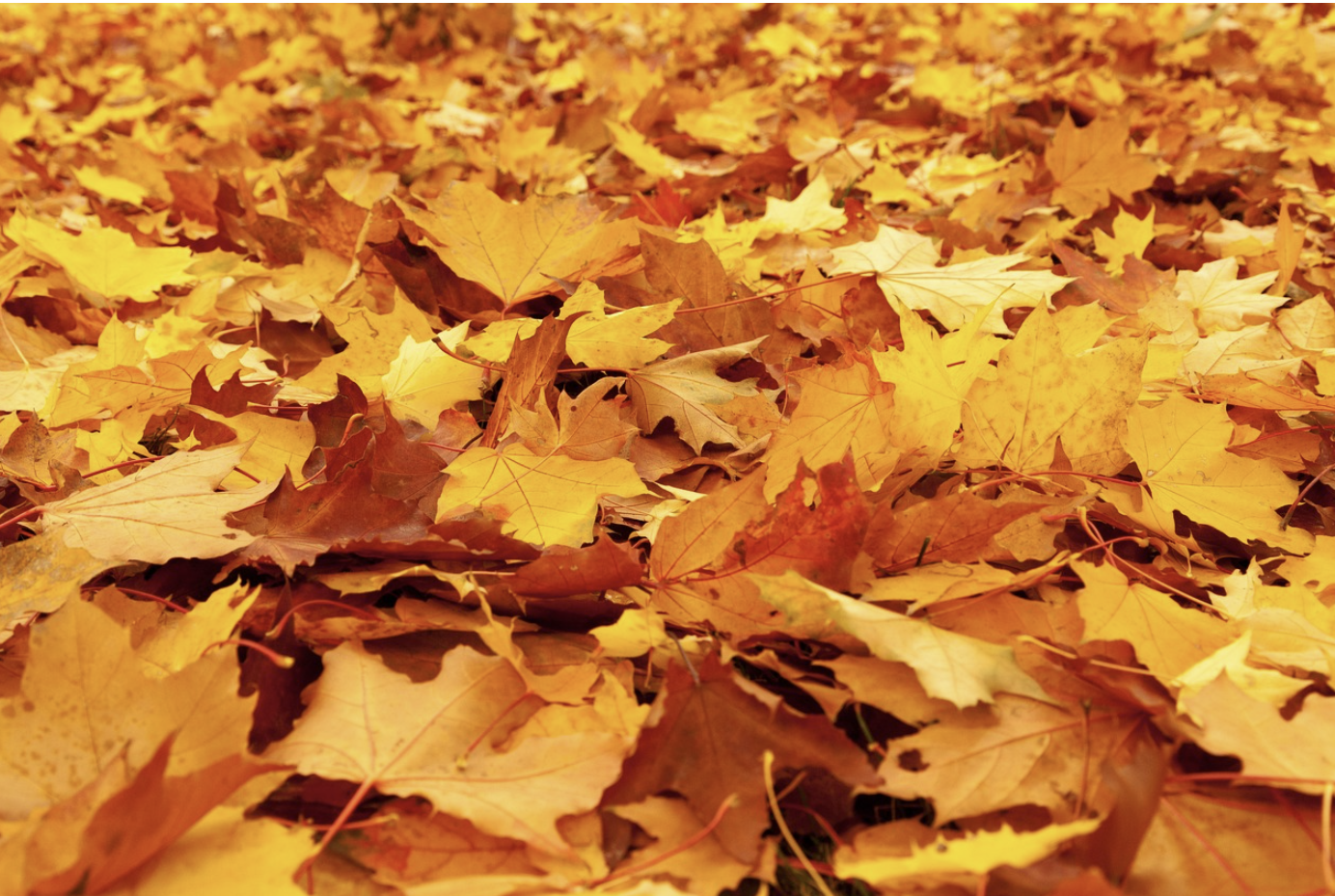 내장산 단풍절정시기