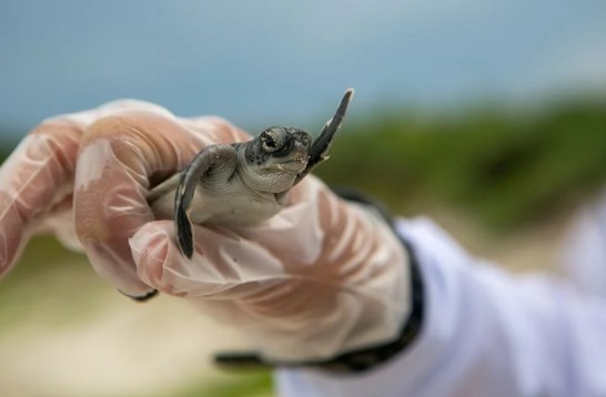 거북이-새끼-꿈