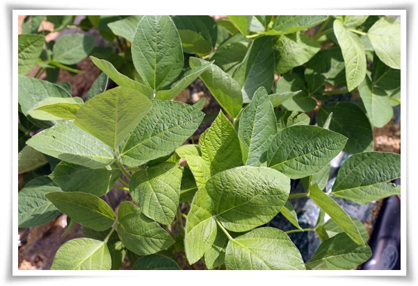 텃밭 "6월에 심기 좋은 작물" 지금 심으면 쑥쑥 자라는 여름 작물 추천!