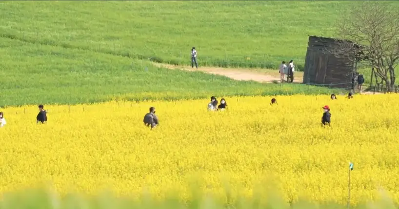 고창 청보리밭축제 주차장, 입장료, 프로그램