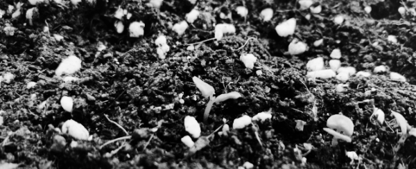 바질 흙: 보수성 높은 배양토, 완숙 퇴비 활용