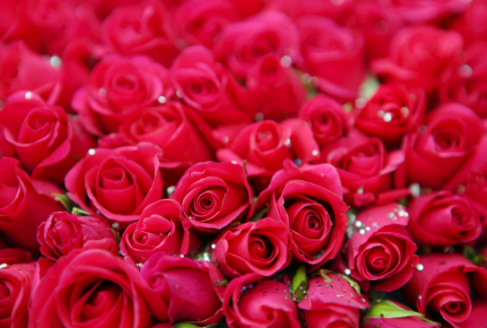 꽃말로 전하는 감정