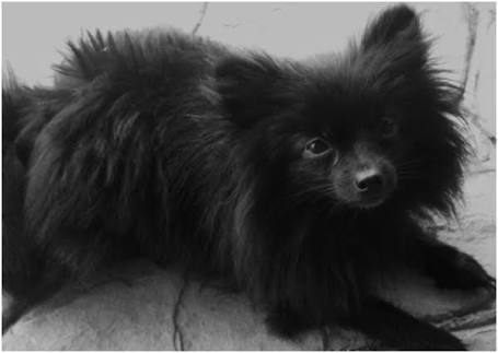 흑색 털의 포메라니안