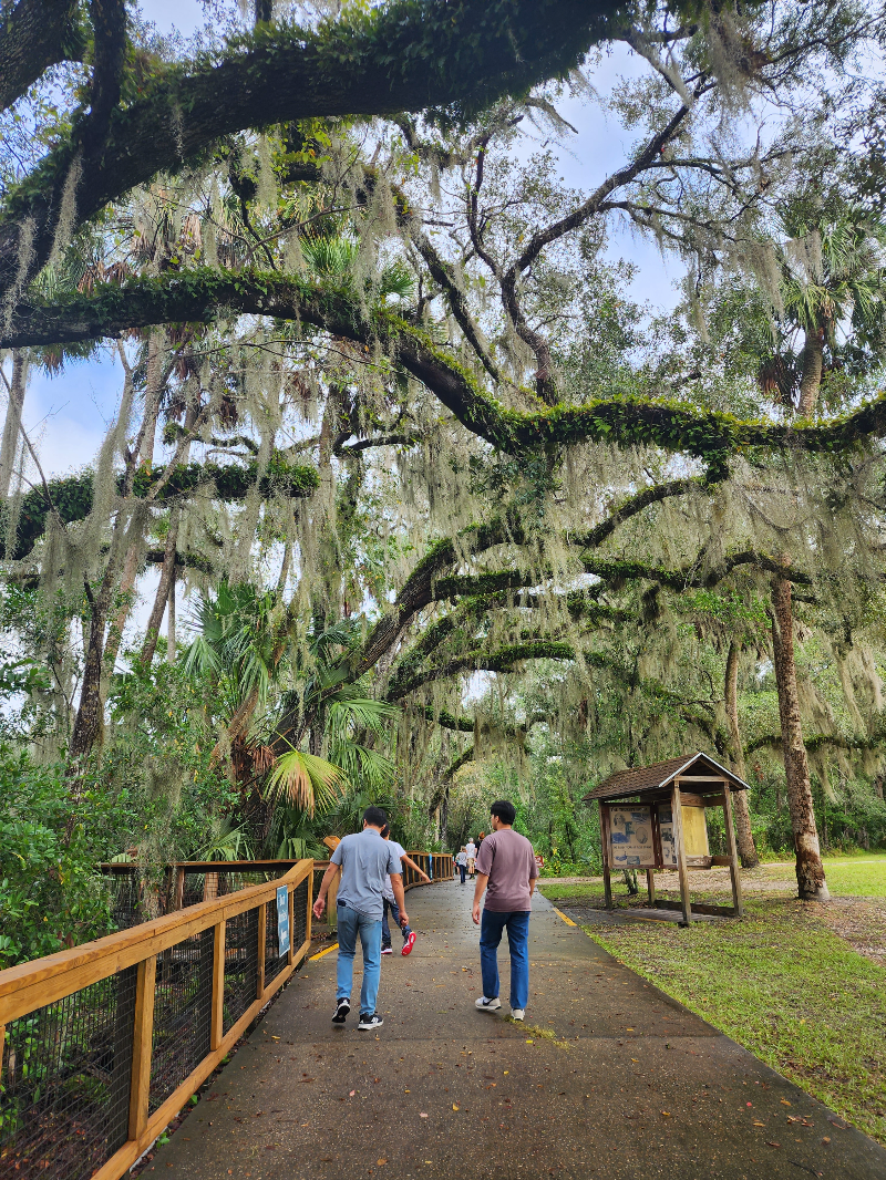 Walking path lined with Spanish moss hanging on trees