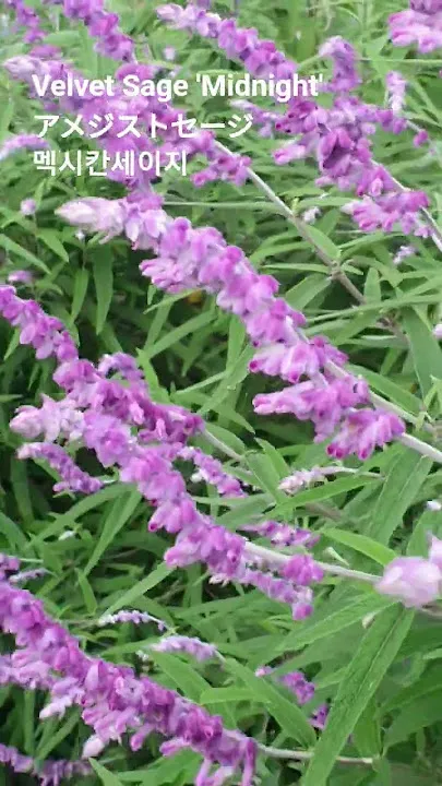 세이지 재배 삽목 번식 배수성 좋은 흙 가지치기_3