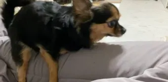 강아지 마운팅 이유 해결 방법_9